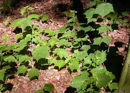 Attēlu rezultāti vaicājumam “Acer rufinerve”