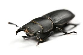 Attēlu rezultāti vaicājumam “Dorcus parallelopipedus”