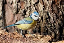 Image result for Cyanistes caeruleus