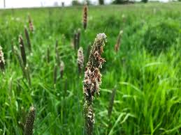 Attēlu rezultāti vaicājumam “Alopecurus pratensis fruit”