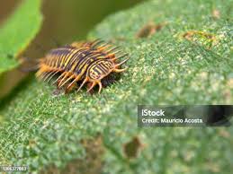 Attēlu rezultāti vaicājumam “Psyllobora vigintiduopunctata larva”