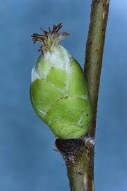 Attēlu rezultāti vaicājumam “Corylus avellana female flower”