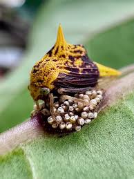 Attēlu rezultāti vaicājumam “Membracidae”