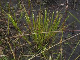 Attēlu rezultāti vaicājumam “Rhynchospora alba”