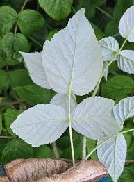 Attēlu rezultāti vaicājumam “Rubus idaeus leaf”