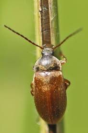 Attēlu rezultāti vaicājumam “Isomira murina”