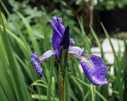 Attēlu rezultāti vaicājumam “Iris sibirica flower”