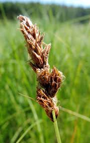 Attēlu rezultāti vaicājumam “Carex disticha”