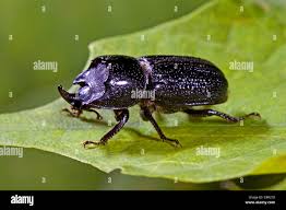 Attēlu rezultāti vaicājumam “Sinodendron cylindricum male”