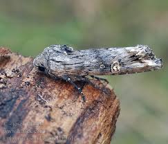 Attēlu rezultāti vaicājumam “Lithomoia solidaginis”