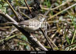 Attēlu rezultāti vaicājumam “Hippolais caligata adult”