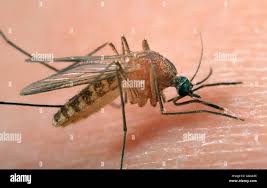 Attēlu rezultāti vaicājumam “Culex pipiens female”