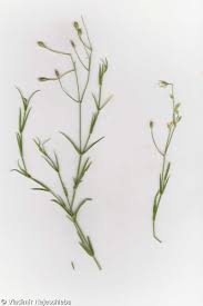 Attēlu rezultāti vaicājumam “Stellaria palustris”