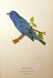 Image result for Passerina cyanea