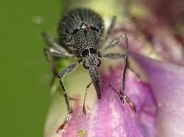 Attēlu rezultāti vaicājumam “Apionidae”