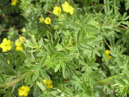 Attēlu rezultāti vaicājumam “Pentaphylloides fruticosa leaf”