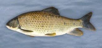 Image result for Moxostoma hubbsi