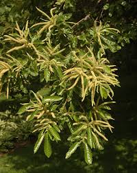 Attēlu rezultāti vaicājumam “Licea castanea macro”