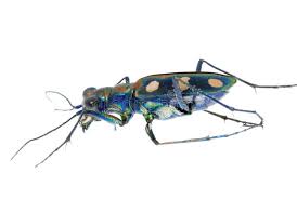 Attēlu rezultāti vaicājumam “Cicindela sylvatica”