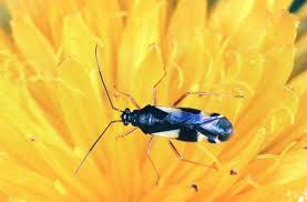 Attēlu rezultāti vaicājumam “Dryophilocoris flavoquadrimaculatus imago”