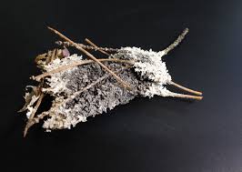 Attēlu rezultāti vaicājumam “Didymium spongiosum”