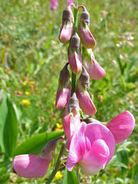 Attēlu rezultāti vaicājumam “Lathyrus latifolius bud”