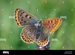 Attēlu rezultāti vaicājumam “Lycaena tityrus female”