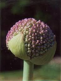 Attēlu rezultāti vaicājumam “Allium holandicum bud”