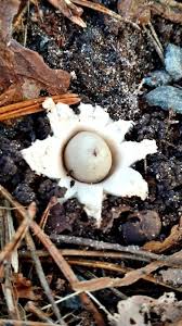 Attēlu rezultāti vaicājumam “Geastrum fimbriatum”