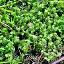 Attēlu rezultāti vaicājumam “Scapania irrigua”