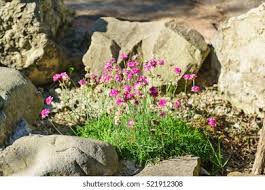 Attēlu rezultāti vaicājumam “Armeria vulgaris leaf”