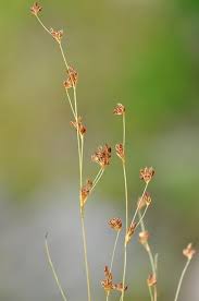 Attēlu rezultāti vaicājumam “Juncus alpinoarticulatus”