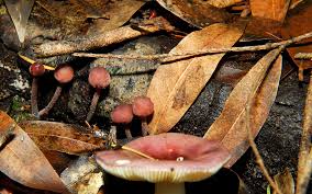 Attēlu rezultāti vaicājumam “Mycena haematopus”