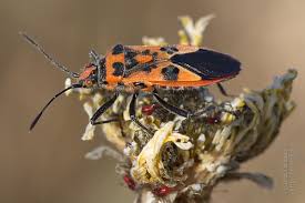 Attēlu rezultāti vaicājumam “Corizus hyoscyami imago”