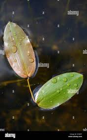 Attēlu rezultāti vaicājumam “Potamogeton natans”