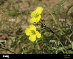 Attēlu rezultāti vaicājumam “Diplotaxis tenuifolia fruit”