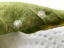 Attēlu rezultāti vaicājumam “Coniopterygidae”