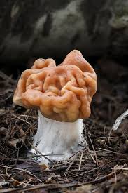 Attēlu rezultāti vaicājumam “Gyromitra gigas”