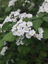 Attēlu rezultāti vaicājumam “Crataegus macracantha flower”