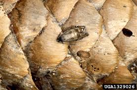 Attēlu rezultāti vaicājumam “Scardia boletella pupa”