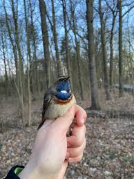 Attēlu rezultāti vaicājumam “Luscinia svecica”