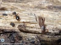 Attēlu rezultāti vaicājumam “Stemonitis pallida spores”