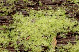 Attēlu rezultāti vaicājumam “Lophocolea minor”