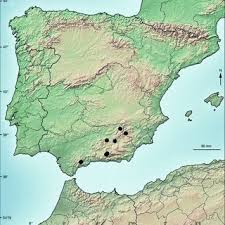 Attēlu rezultāti vaicājumam “Schistidium dupretii sporophyte”