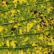 Attēlu rezultāti vaicājumam “Coleosporium sp.”