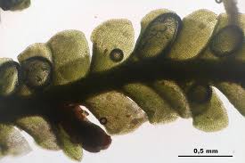 Attēlu rezultāti vaicājumam “Anastrophyllum minutum”