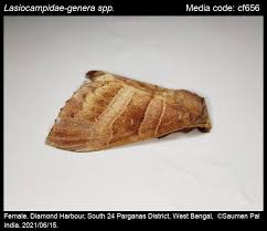 Attēlu rezultāti vaicājumam “Lasiocampidae”