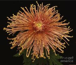 Image result for Chrysanthemum sebatense
