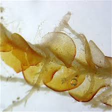 Attēlu rezultāti vaicājumam “Odontoschisma denudatum”