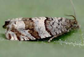 Attēlu rezultāti vaicājumam “Griselda ustomaculana”